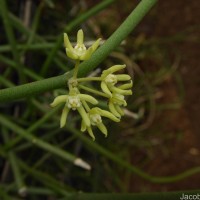 Cynanchum viminale (L.) L.